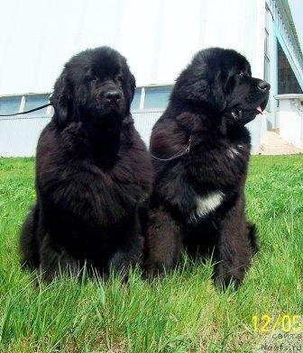 Фото: ньюфаундленд Sent Djons Dora (Сент Джонс Дора), ньюфаундленд Sent Djons Esenin (Сент Джонс Есенин)