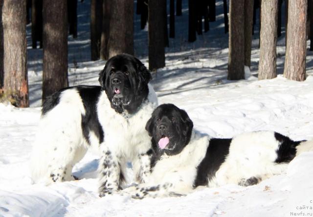 Фото: ньюфаундленд Super Bizon Argo (Супер Бизон Арго), ньюфаундленд Plyushevaya Panda La Bella (Плюшевая Панда Ла Белла)