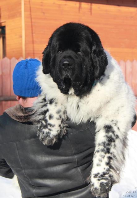 Фото: ньюфаундленд Super Bizon Argo (Супер Бизон Арго)