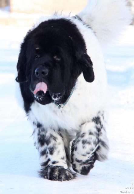 Фото: ньюфаундленд Super Bizon Argo (Супер Бизон Арго)