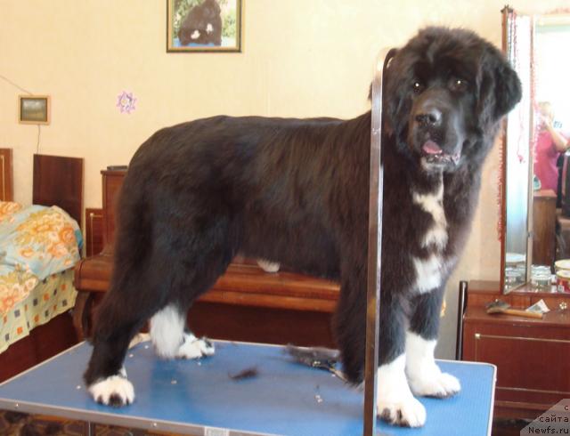 Фото: ньюфаундленд Mag Ispolin Lyubava (Маг Исполин Любава)