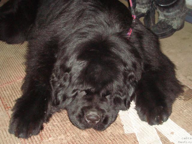 Фотография № 38176