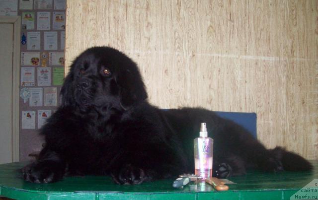 Фото: ньюфаундленд Lejebok Lui-Filipp (Лежебок Луи-Филипп)