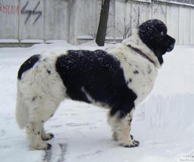 Фотография № 38183