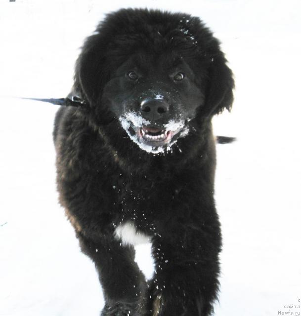 Фото: ньюфаундленд Beguschaya po Volnam Razve YEtogo Malo (Бегущая по Волнам Разве Этого Мало)