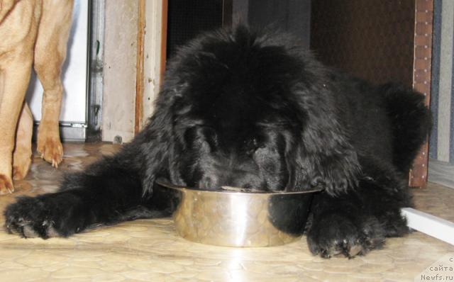 Фото: ньюфаундленд Beguschaya po Volnam Razve YEtogo Malo (Бегущая по Волнам Разве Этого Мало)