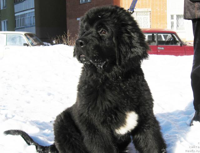 Фото: ньюфаундленд Beguschaya po Volnam Razve YEtogo Malo (Бегущая по Волнам Разве Этого Мало)