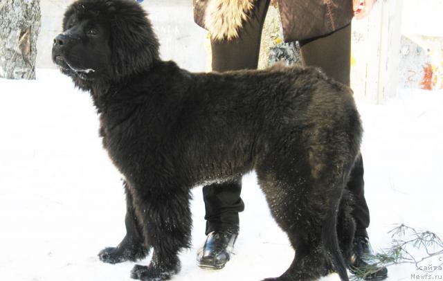 Фото: ньюфаундленд Beguschaya po Volnam Razve YEtogo Malo (Бегущая по Волнам Разве Этого Мало)