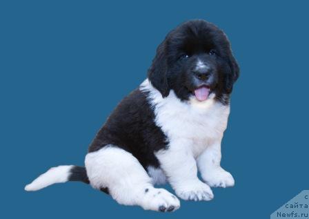 Фото: ньюфаундленд Sent Djons Esenin (Сент Джонс Есенин)