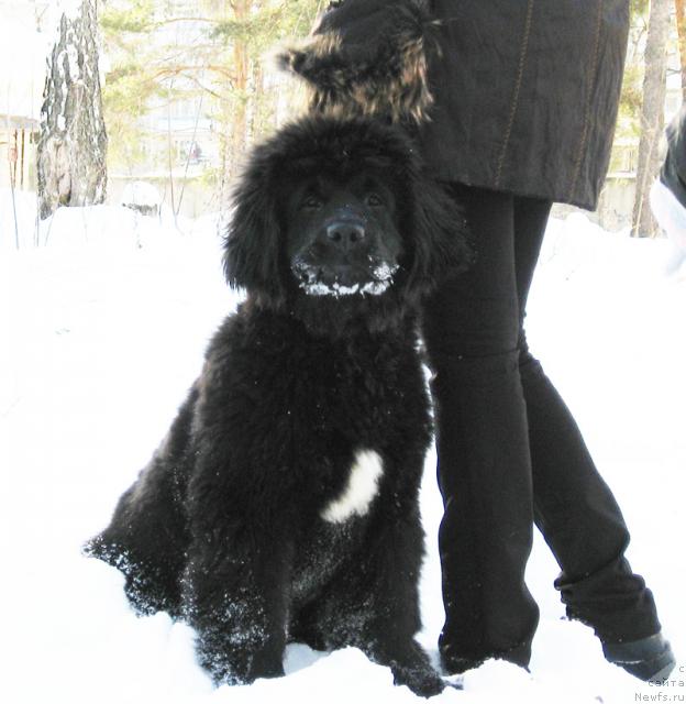 Фото: ньюфаундленд Beguschaya po Volnam Razve YEtogo Malo (Бегущая по Волнам Разве Этого Мало)