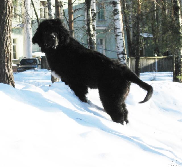 Фото: ньюфаундленд Beguschaya po Volnam Razve YEtogo Malo (Бегущая по Волнам Разве Этого Мало)