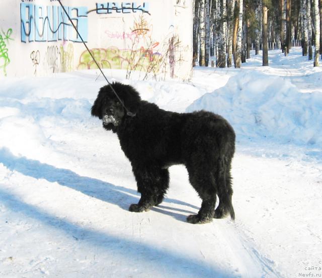 Фото: ньюфаундленд Beguschaya po Volnam Razve YEtogo Malo (Бегущая по Волнам Разве Этого Мало)