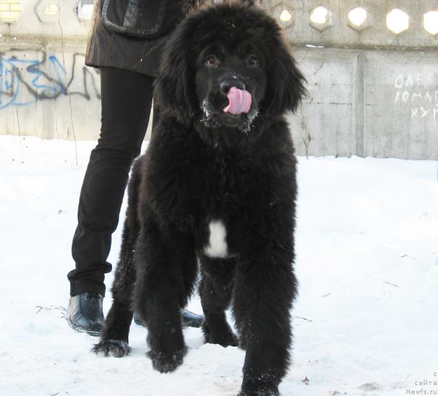 Фото: ньюфаундленд Beguschaya po Volnam Razve YEtogo Malo (Бегущая по Волнам Разве Этого Мало)