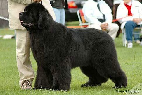 Фото: ньюфаундленд Fairweathers A Great Pretender