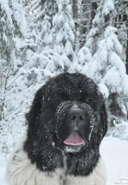 Фото: ньюфаундленд Deshabillez Moi de L'Iliade et L'Odyssee