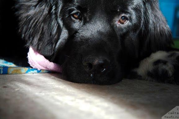 Фото: ньюфаундленд Teres Vialiki Miadvedz