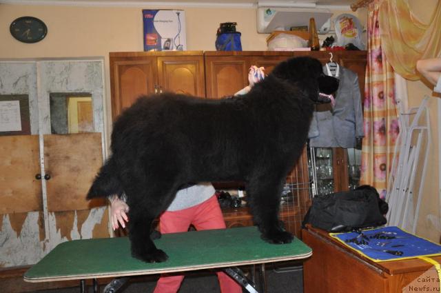 Фото: ньюфаундленд Londonskiy Dendi (Лондонский Денди)