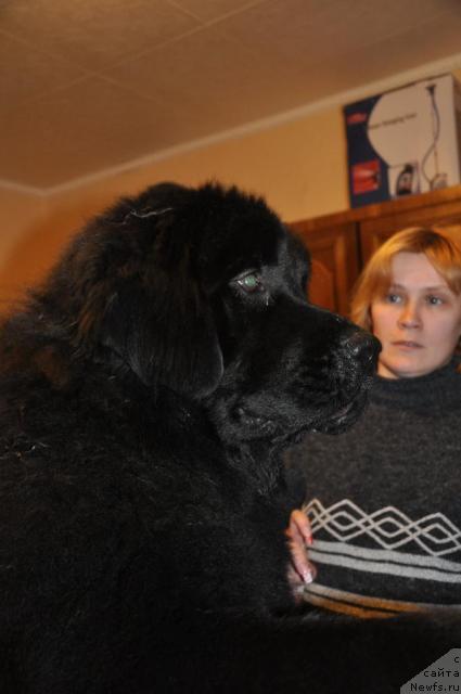 Фото: ньюфаундленд Londonskiy Dendi (Лондонский Денди)