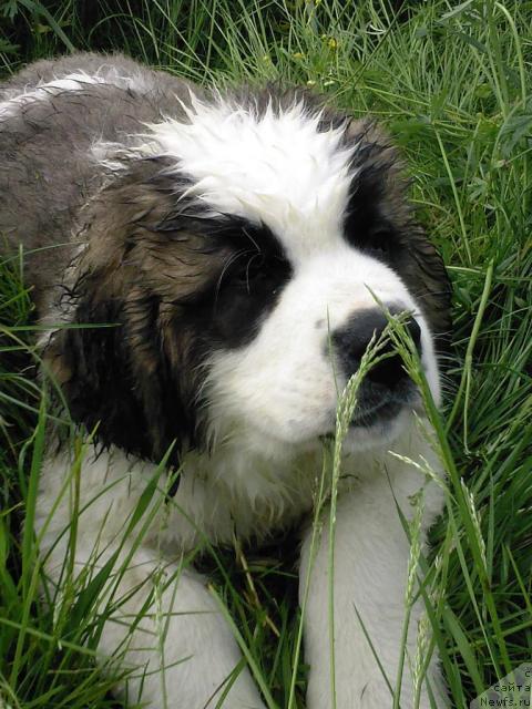 Фотография № 38235