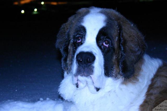 Фотография № 38244