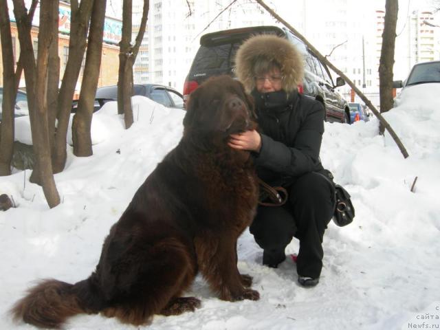 Фото: ньюфаундленд Afina Podarok Nebes (Афина Подарок Небес)