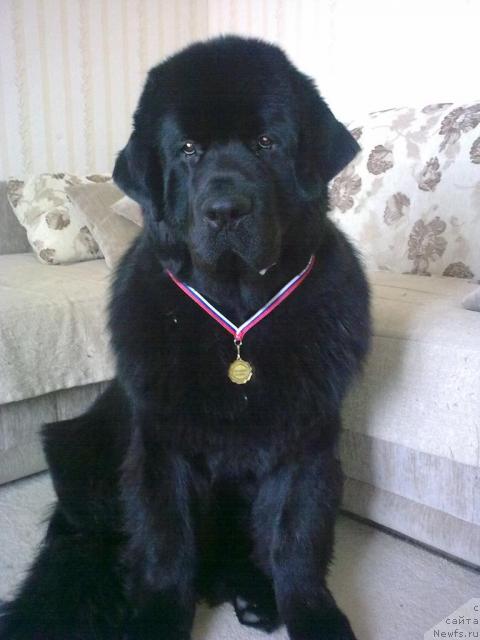 Фото: Сент-Джонс Роллекс 12 мес.