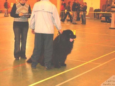 Фото: ньюфаундленд Lesnaya Skazka Zeta Djons (Лесная Сказка Зета Джонс)