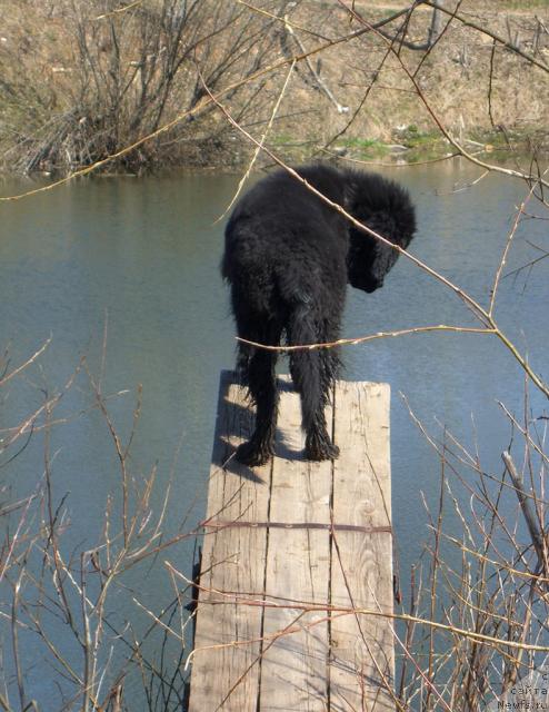 Фото: ньюфаундленд Toptyijka Nikita Kojemyaka (Топтыжка Никита Кожемяка)