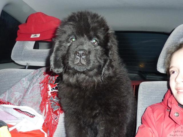 Фото: ньюфаундленд Andjelik Imidj (Анджелик Имидж)