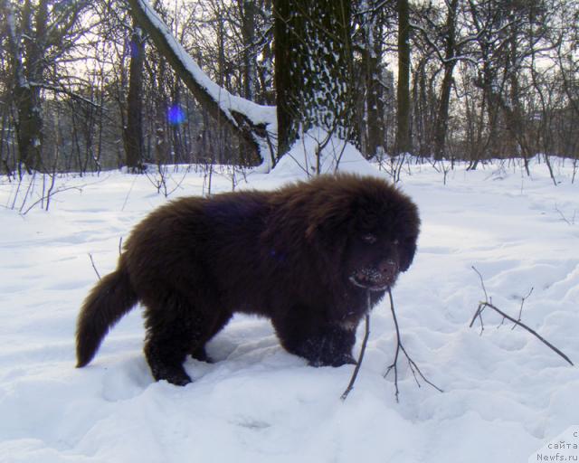 Фото: ньюфаундленд Oktjabrina s Berega Dona (Октябрина с Берега Дона)