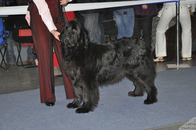 Фото: ньюфаундленд Chinara Bolshoj Malysh (Чинара Большой Малыш)