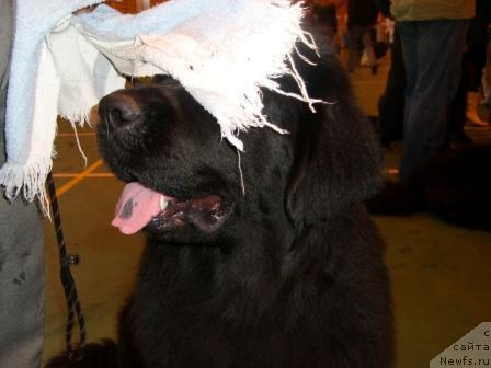 Фото: ньюфаундленд Lesnaya Skazka Ruslana (Лесная Сказка Руслана)