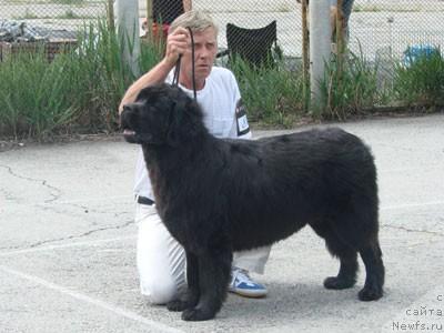 Фото: ньюфаундленд Chajka Bolshoj Malysh (Чайка Большой Малыш)