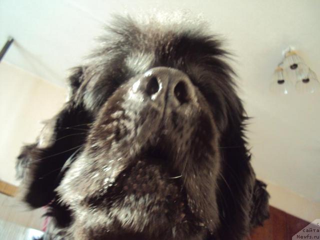 Фото: ньюфаундленд Yudzhiniya iz Medvejyego Yara (Юджиния из Медвежьего Яра)