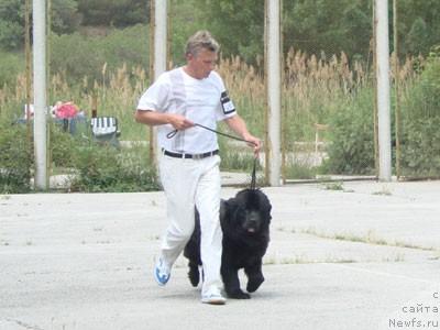 Фото: ньюфаундленд Chajka Bolshoj Malysh (Чайка Большой Малыш)
