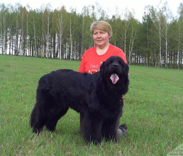 Фото: ньюфаундленд Lesnaya Skazka Lunnaya Sonata (Лесная Сказка Лунная Соната), Tat'yana Prusova (Татьяна Прусова)