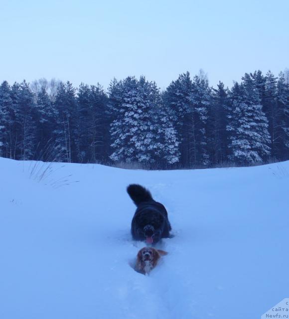 Фото: ньюфаундленд Plushevaya Panda Vikar (Плюшевая Панда Викар)