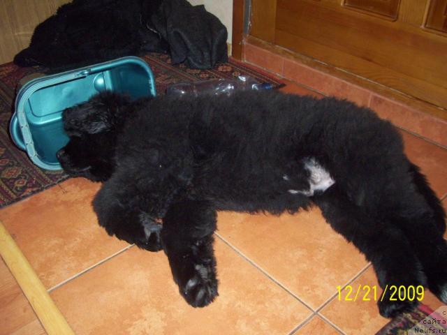 Фото: Нельсон