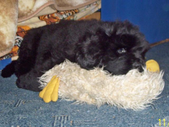 Фото: Нельсон