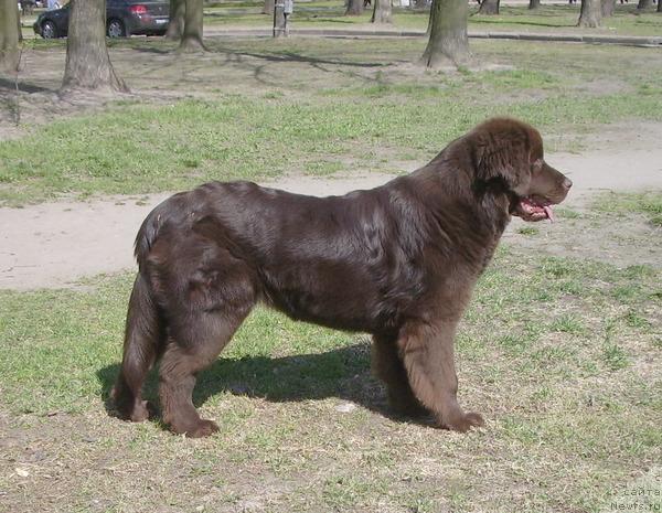 Фото: ньюфаундленд Krasota CHistogo Zolota (Красота Чистого Золота)