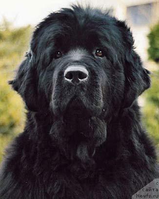 Фото: ньюфаундленд Any Chance for You