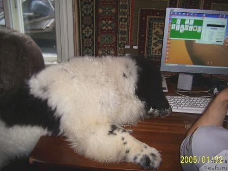 Фото: ньюфаундленд Super Bizon Baton (Супер Бизон Батон)