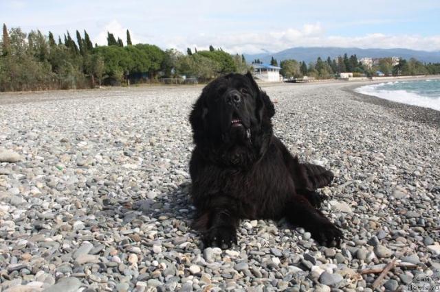 Фото: ньюфаундленд Pchiolkin Dom Vostorg Dushi (Пчёлкин Дом Восторг Души)