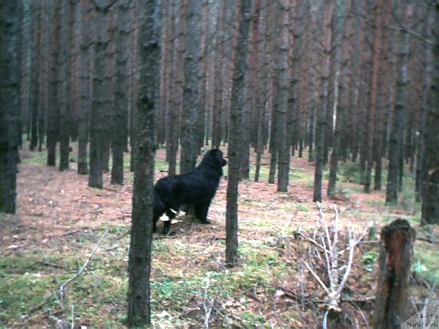 Фото: ньюфаундленд B'orn (Бьорн)