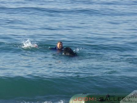 Фото: ньюфаундленд Pchiolkin Dom Vostorg Dushi (Пчёлкин Дом Восторг Души)