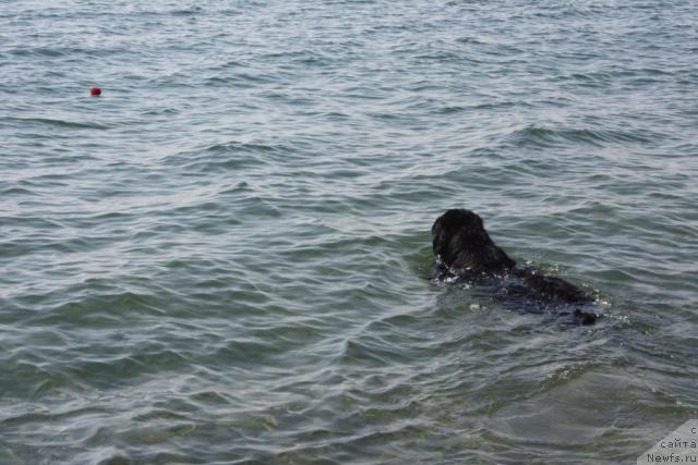 Фото: ньюфаундленд Pchiolkin Dom Vostorg Dushi (Пчёлкин Дом Восторг Души)