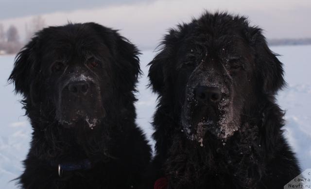 Фото: ньюфаундленд Charuyuschaya Noch ot Marleon Dusvik (Чарующая Ночь от Марлеон Дусвик), ньюфаундленд Arh B'yuti Oksi Svet (Арх Бьюти Окси Свет)
