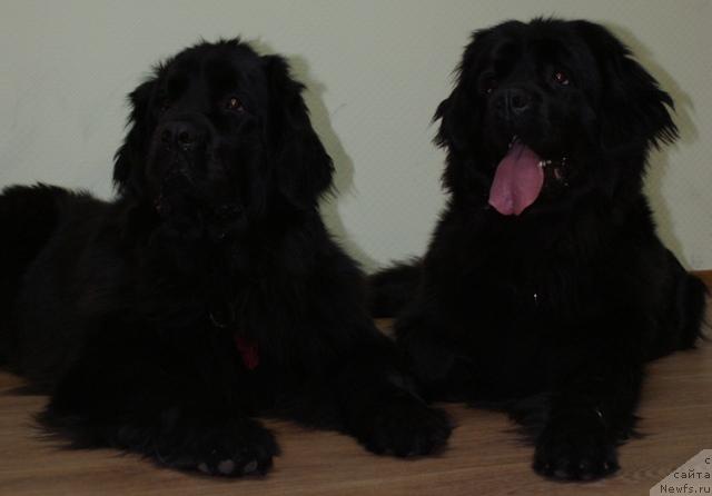 Фото: ньюфаундленд Arh B'yuti Oksi Svet (Арх Бьюти Окси Свет), ньюфаундленд Charuyuschaya Noch ot Marleon Dusvik (Чарующая Ночь от Марлеон Дусвик)