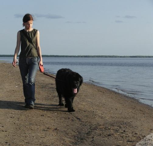 Фото: Anastasiya Mischenko (Анастасия Мищенко), ньюфаундленд Arh B'yuti Oksi Svet (Арх Бьюти Окси Свет)