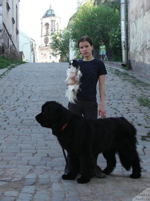 Фото: ньюфаундленд Arh B'yuti Oksi Svet (Арх Бьюти Окси Свет), Anastasiya Mischenko (Анастасия Мищенко), японский хин Стася